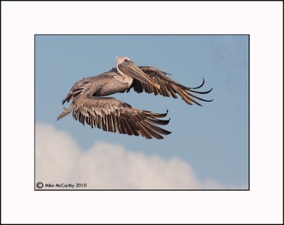 Brown Pelican  _MG_3804--Small.jpg