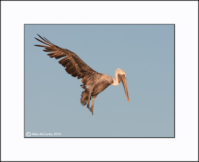 Brown Pelican  _MG_3900--Small.jpg