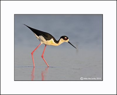 BLACK NECKED STILTS
