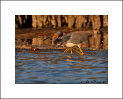 TRI COLORED HERONS