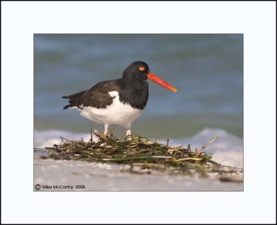 OYSTER CATCHERS