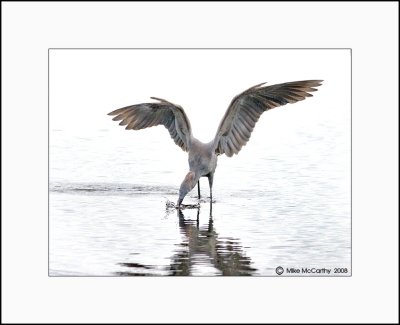 REDDISH EGRETS