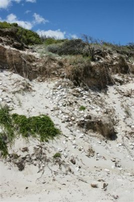 Freycinet (Tasmania) - Midden on Hazards Beach