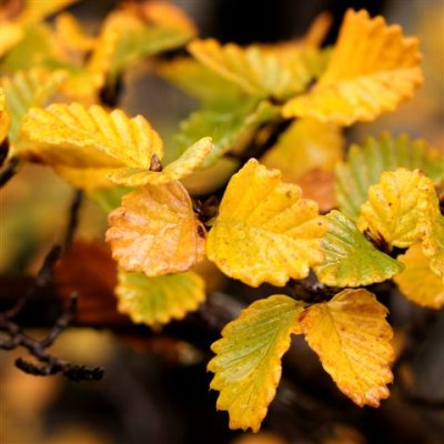 Fagus