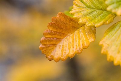 Fagus
