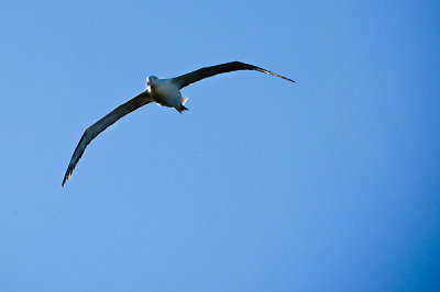 Royal Northern Albatross juvenile