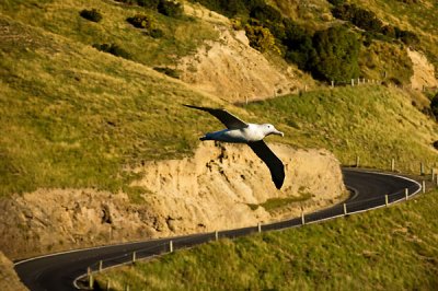 Albatross soaring above the road