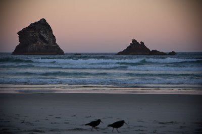 A couple of oystercatchers in the sunset