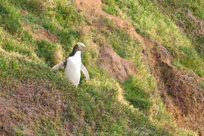 A view of a yellow-eyed penguin from far away in the dusk