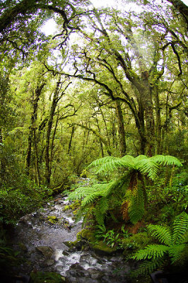 Milford rainforest