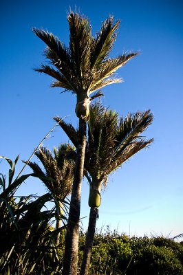 The Nikau Palm... the most southerly natural palm trees in the world.