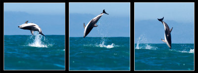 Dusky dolphin flip