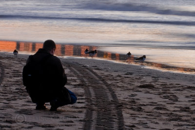 Birds on the beach