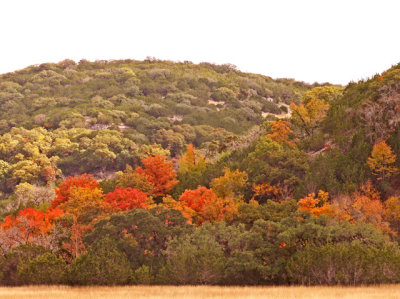 11-3-08Z6 Texas Hill  Country 12