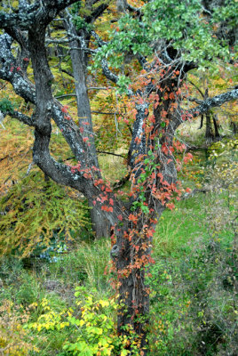 11-3-08D200 Texas Hill Country 3.jpg