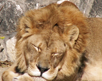 12-29-08Zoo901Z6.jpg