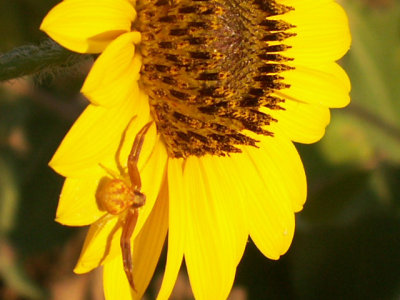 6-21-09 Bastrop TX.jpg