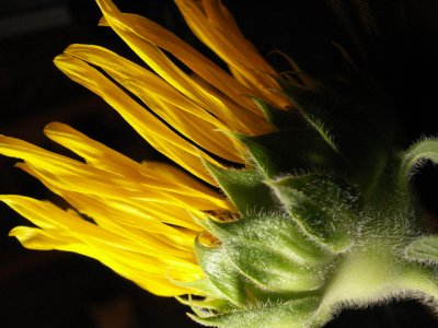 6-14-2010 Sunflower Decline 3.jpg