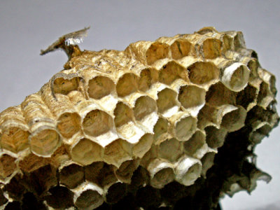 10-7-2010 Paper Wasp Nest 1.jpg