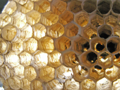 10-7-2010 Paper Wasp Nest 5.jpg
