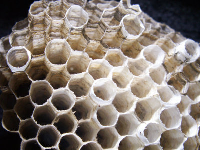 10-7-2010 Paper Wasp Nest 7.jpg
