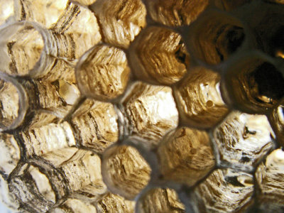10-7-2010 Paper Wasp Nest 8.jpg