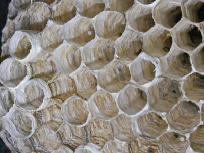 10-7-2010 Paper Wasp Nest 9.jpg