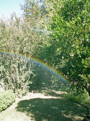 11-5-2010 Garden Rainbow.jpg