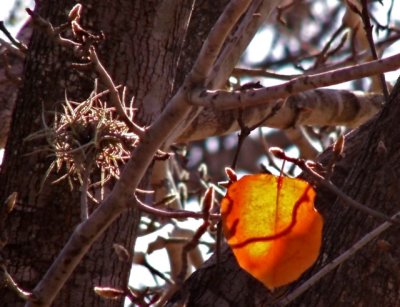 1-21-2011 Last Leaf.jpg