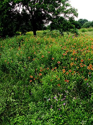 Spring Wildflowers 2007  4.jpg