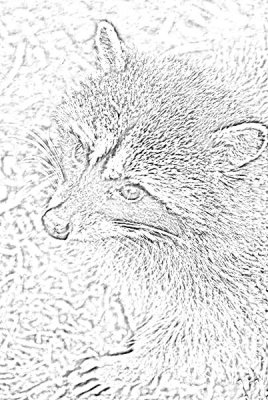 raccoon sketch.jpg