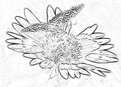 flower sketch.jpg