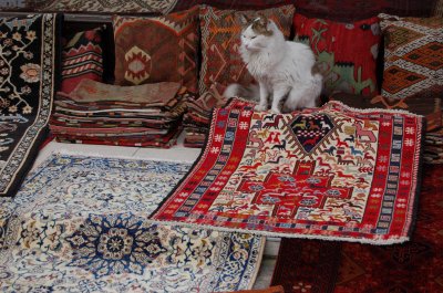 cats and a carpet