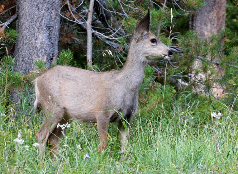 deer on the side of the road