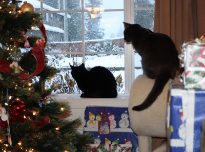 Prince & Belle watching it snow