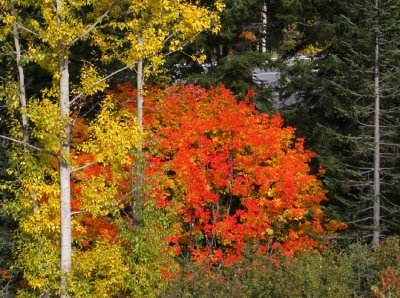 Autumn 2009