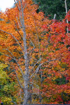 Autumn 2009