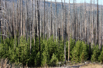 naturally reseeded forest after 1988 fires