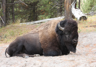 bison taking a roadside rest