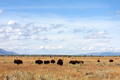 bison on the open range