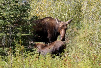 cow and calf moose