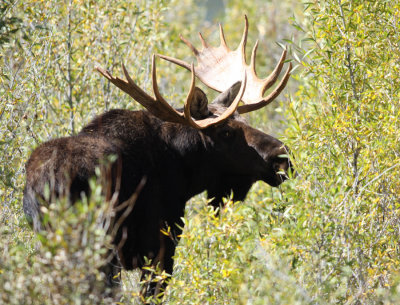 Bull Moose portrait