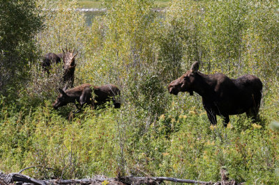 all three moose