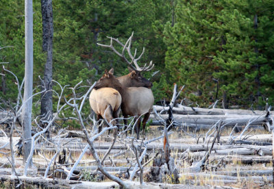 Cuddling Elk?