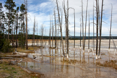 bobby socks trees in the Lower Geyser Basin