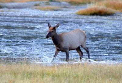 cow elk crossing the river