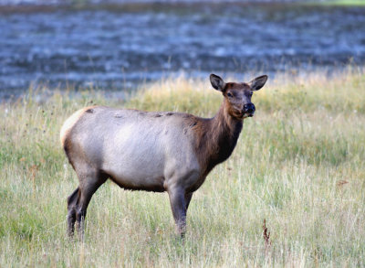 cow elk