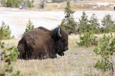 bison resting
