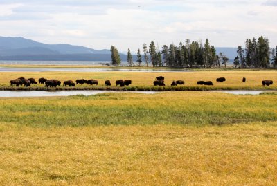 bison herd near Yellowstone Lake