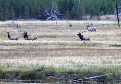 the far bull elk left without any cows